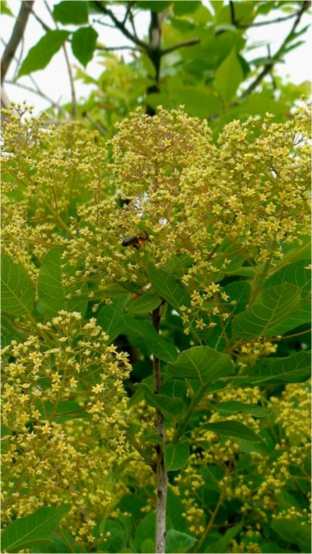 Изображение особи Cotinus coggygria.