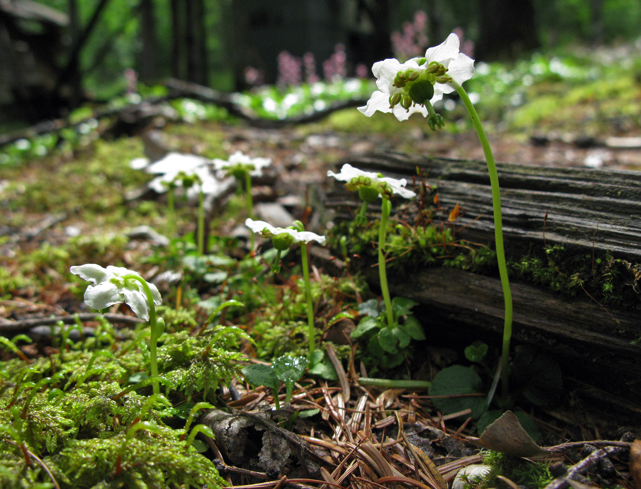 Image of Moneses uniflora specimen.