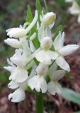 Dactylorhiza romana. Соцветие. Крым, окр. Ялты, сосновый лес. 29 апреля 2011 г.