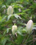 Atragene sibirica
