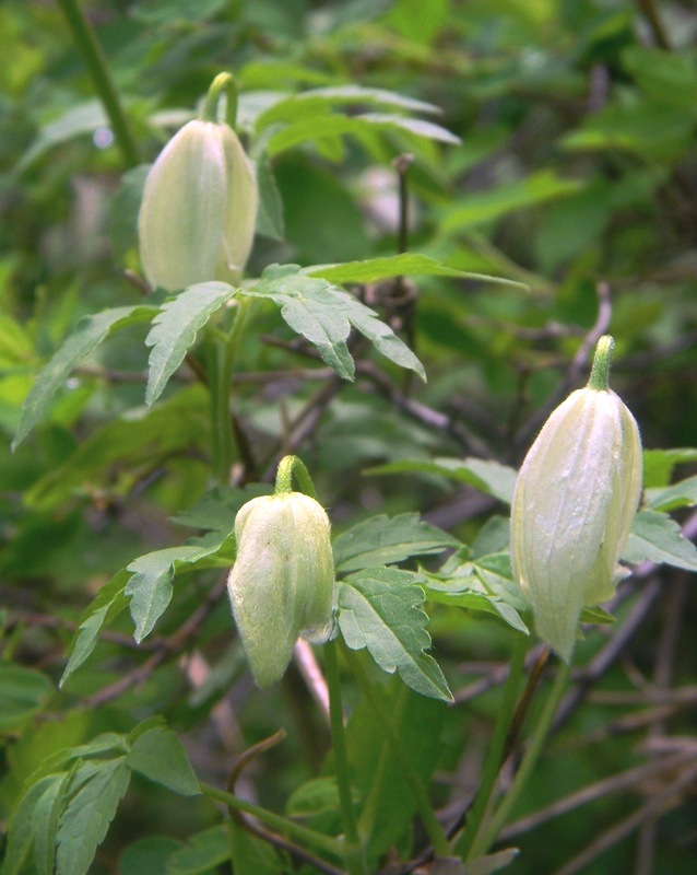 Изображение особи Atragene sibirica.