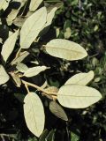 Quercus ilex