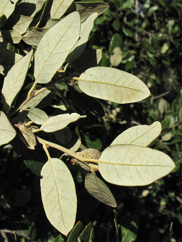 Изображение особи Quercus ilex.