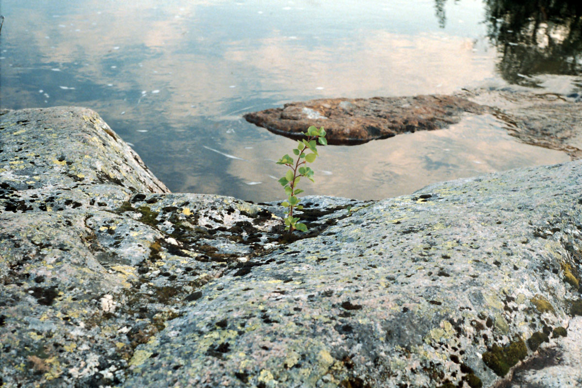 Image of genus Betula specimen.