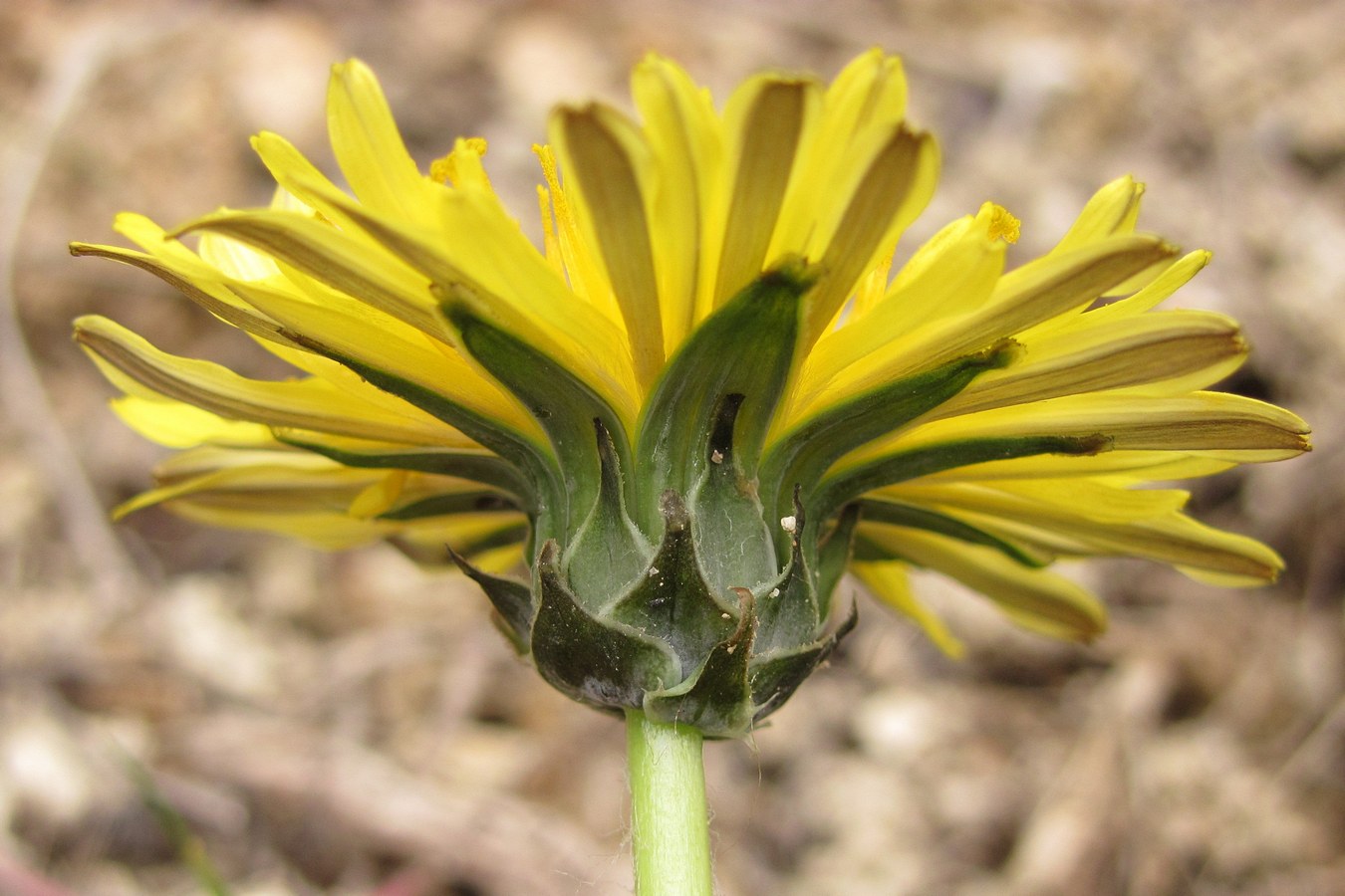 Image of Taraxacum hellenicum specimen.