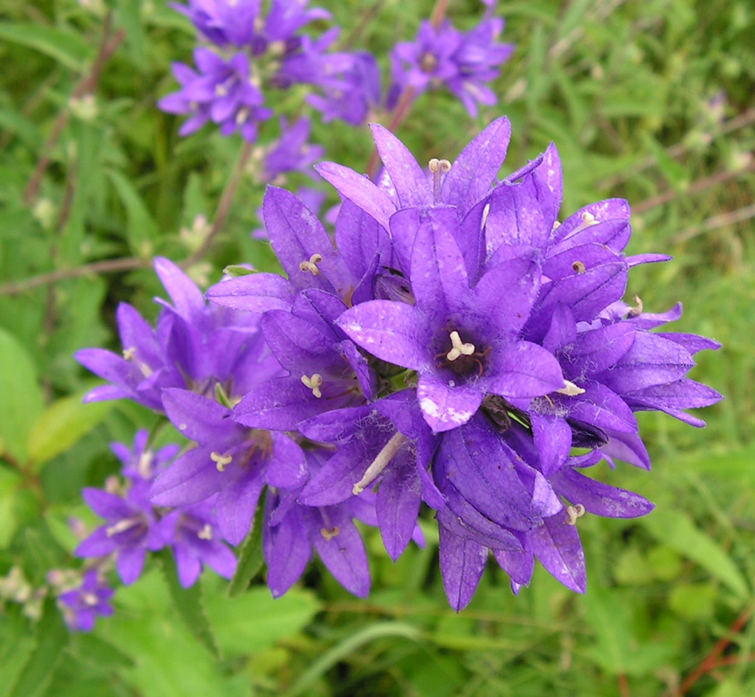 Image of Campanula cephalotes specimen.