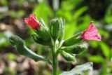 Pulmonaria obscura