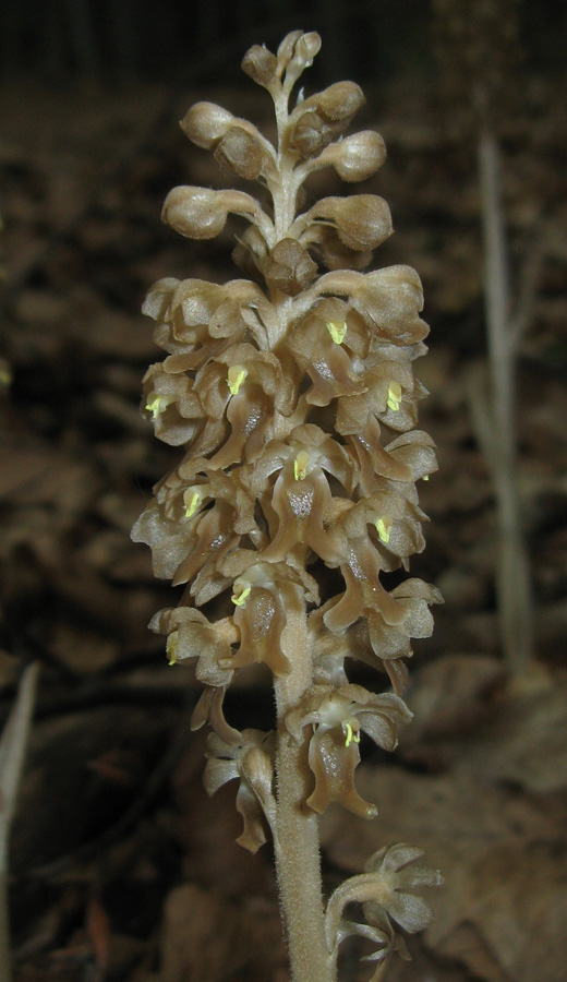 Image of Neottia nidus-avis specimen.