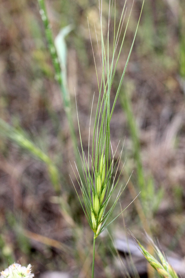 Изображение особи Taeniatherum crinitum.