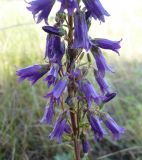 Campanula sibirica. Часть соцветия. Новосибирская обл., Карасукский р-н, окр. бывшего с. Баское. 10.06.2012.