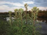 Echinops sphaerocephalus