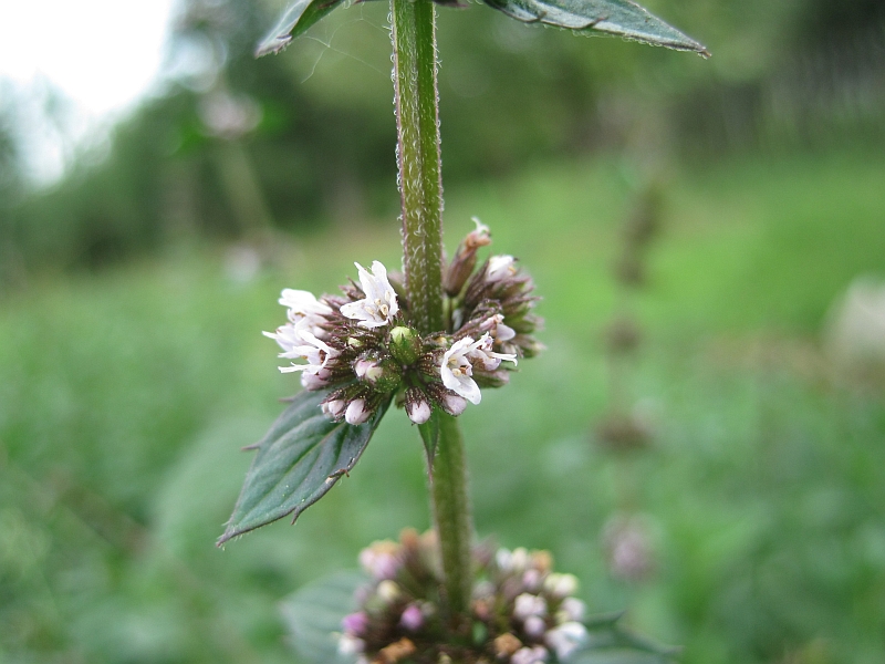Изображение особи Mentha × gracilis.