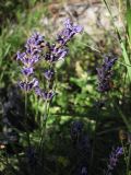 Lavandula angustifolia. Соцветия. Крым, Бабуган-Яйла, окр. пер. Гурзуфское седло. 24 июля 2012 г.