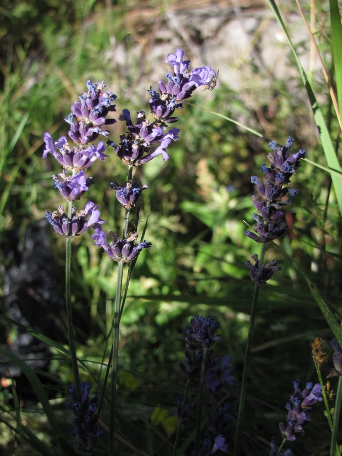 Изображение особи Lavandula angustifolia.