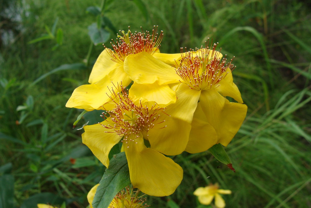 Изображение особи Hypericum ascyron.