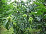 Castanea sativa. Ветви с соплодиями. Украина, Киев, Национальный ботанический сад. 15.08.2011.