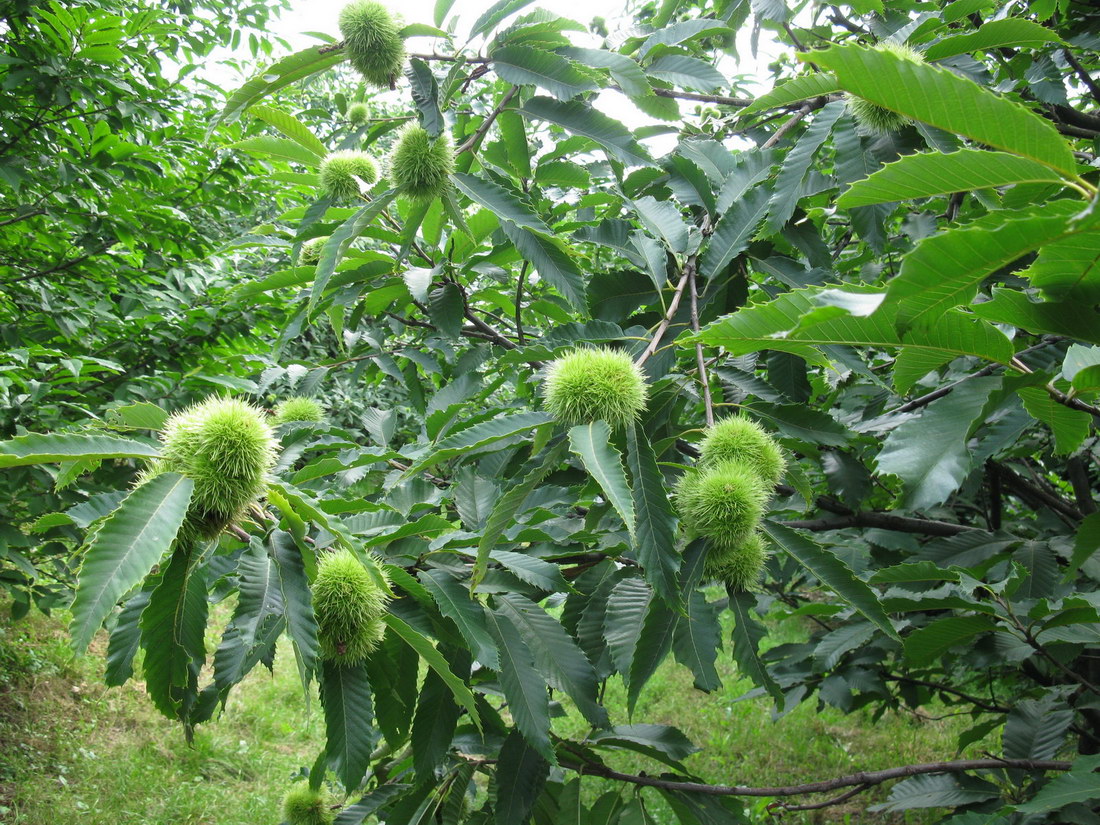 Image of Castanea sativa specimen.