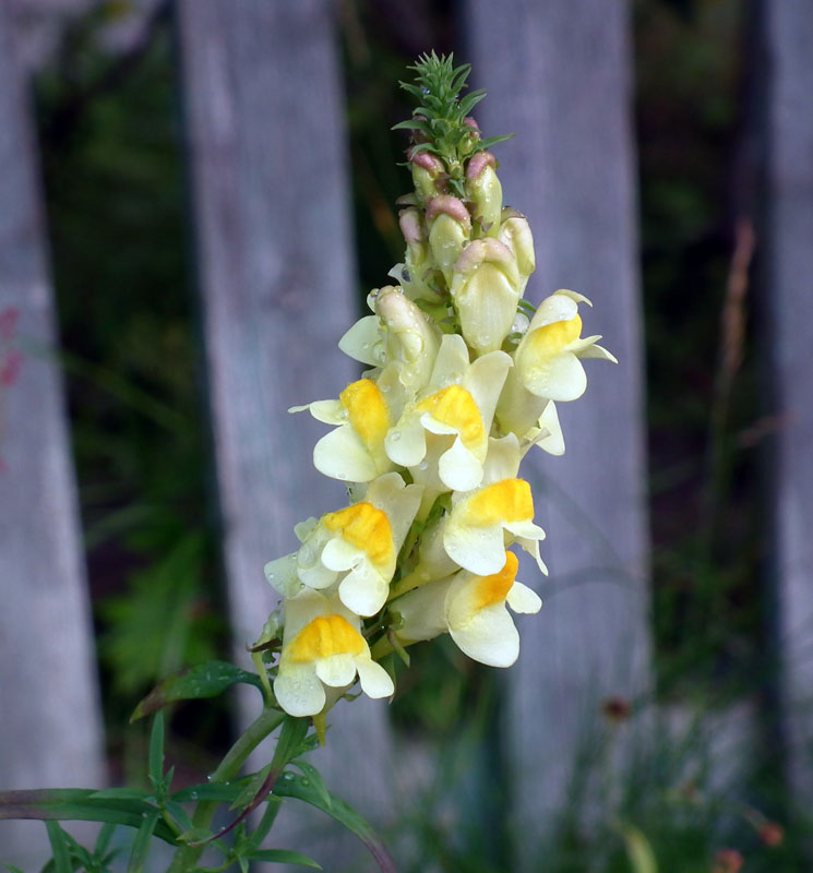 Image of Linaria vulgaris specimen.