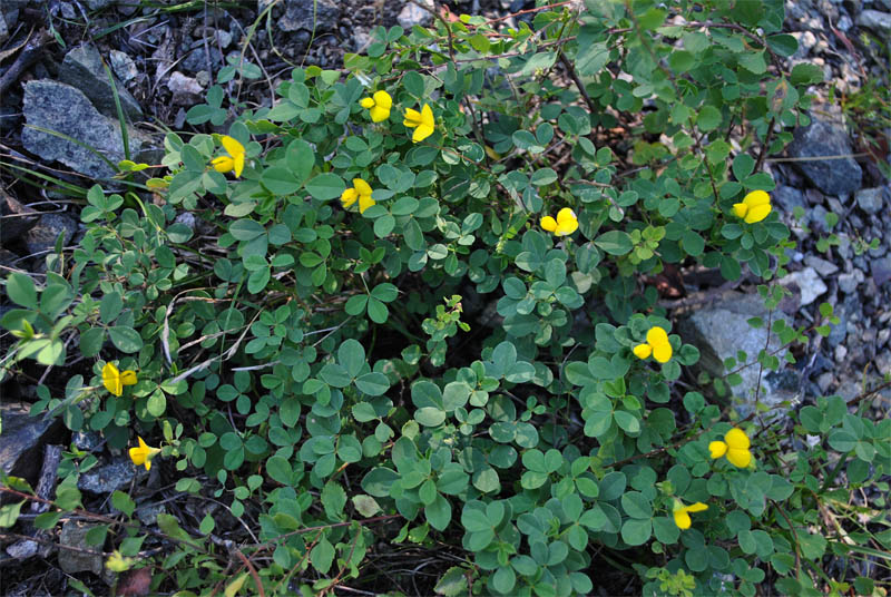 Изображение особи Argyrolobium biebersteinii.