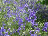 Delphinium consolida