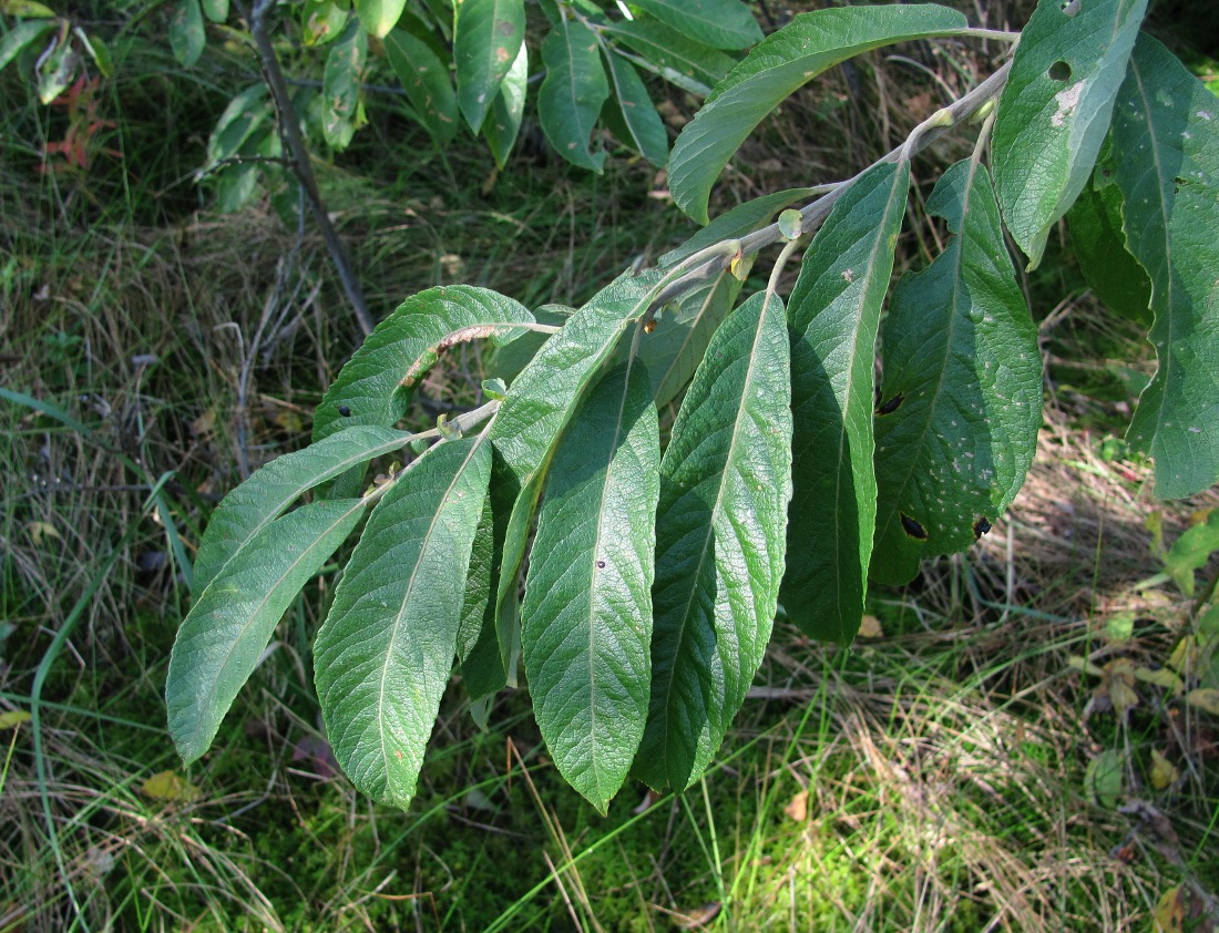 Image of Salix cinerea specimen.