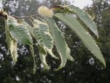 Castanea sativa
