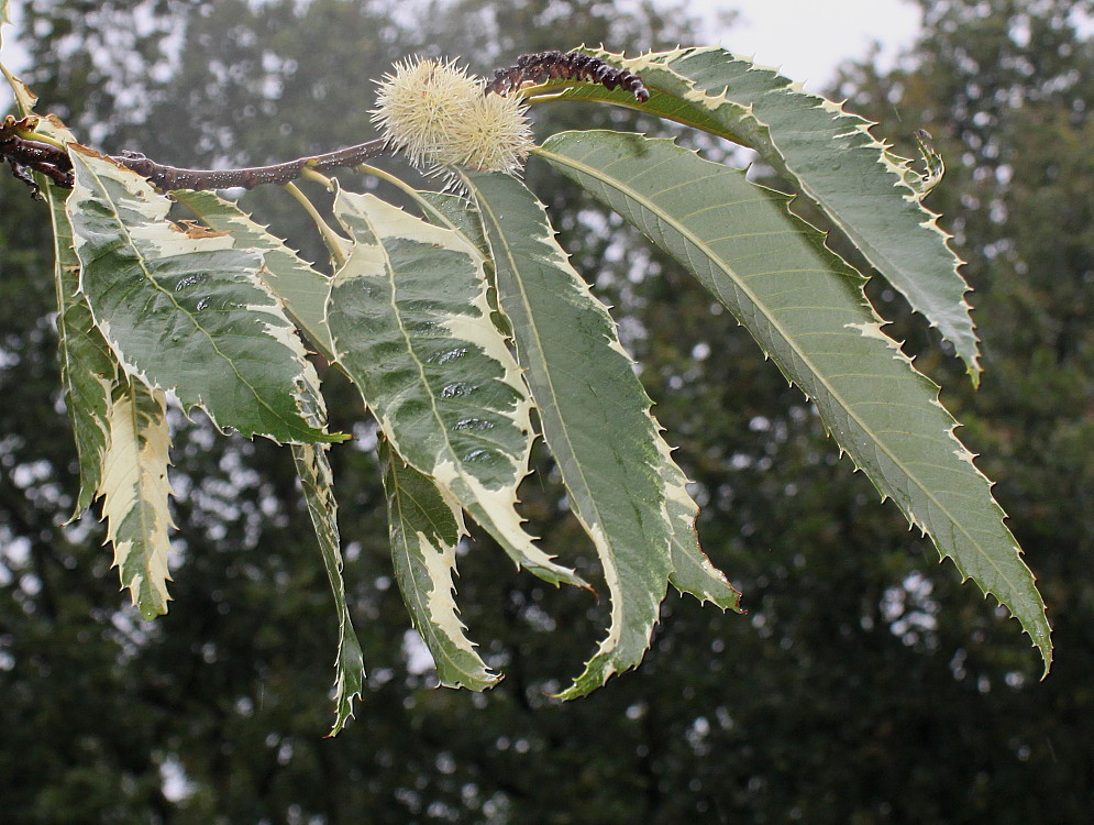 Image of Castanea sativa specimen.