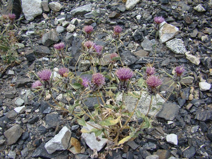 Изображение особи Cousinia carduncelloidea.