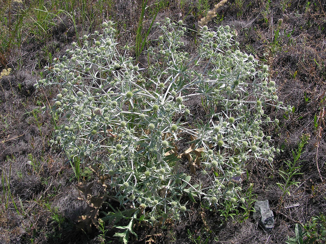 Изображение особи Eryngium campestre.