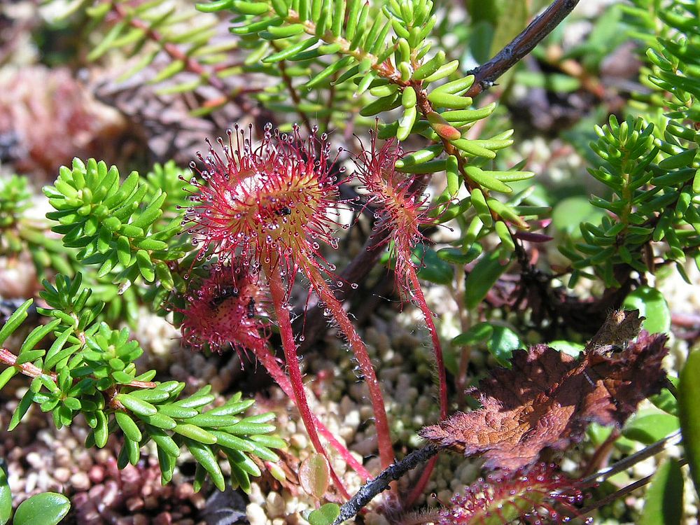 Изображение особи Drosera rotundifolia.