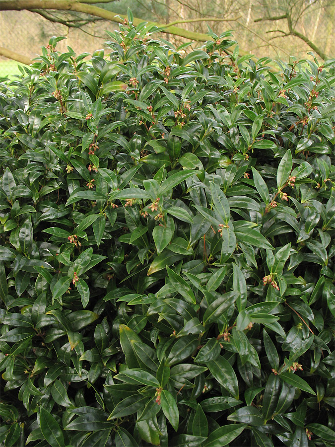 Изображение особи Sarcococca hookeriana var. digyna.