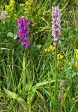 Dactylorhiza urvilleana