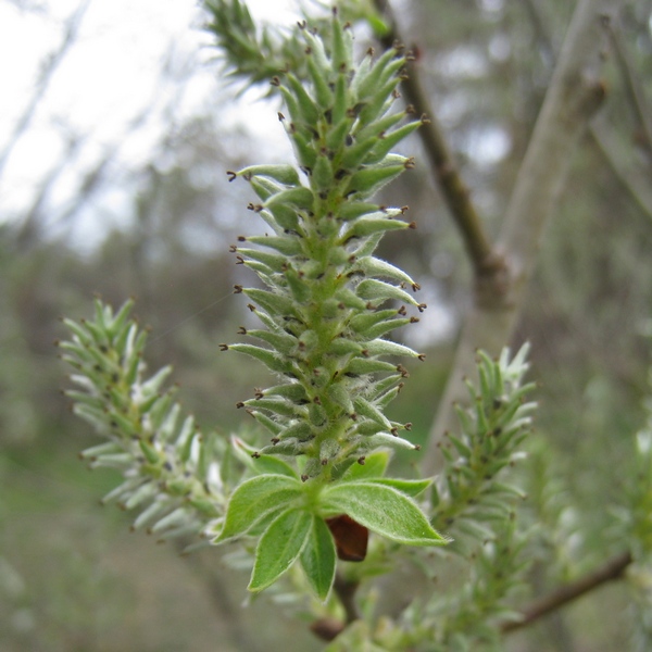 Изображение особи Salix cinerea.