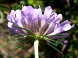 Scabiosa columbaria. Соцветие (вид со стороны обёртки). Испания, автономное сообщество Каталония, провинция Барселона, монастырь Монтсеррат, обочина тропинки в лиственном лесу на склоне скалы. 09.07.2012.