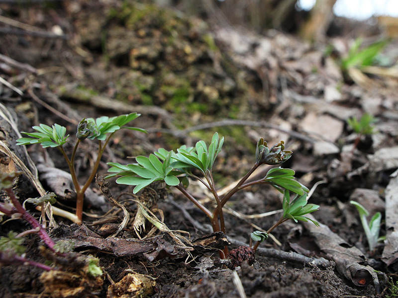 Изображение особи Corydalis solida.