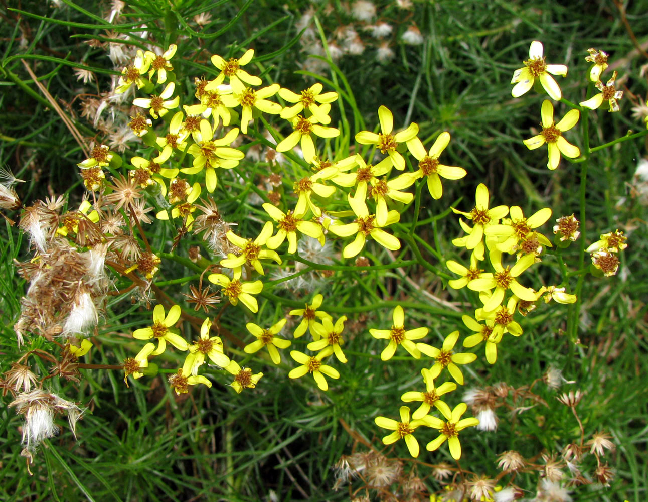 Изображение особи семейство Asteraceae.