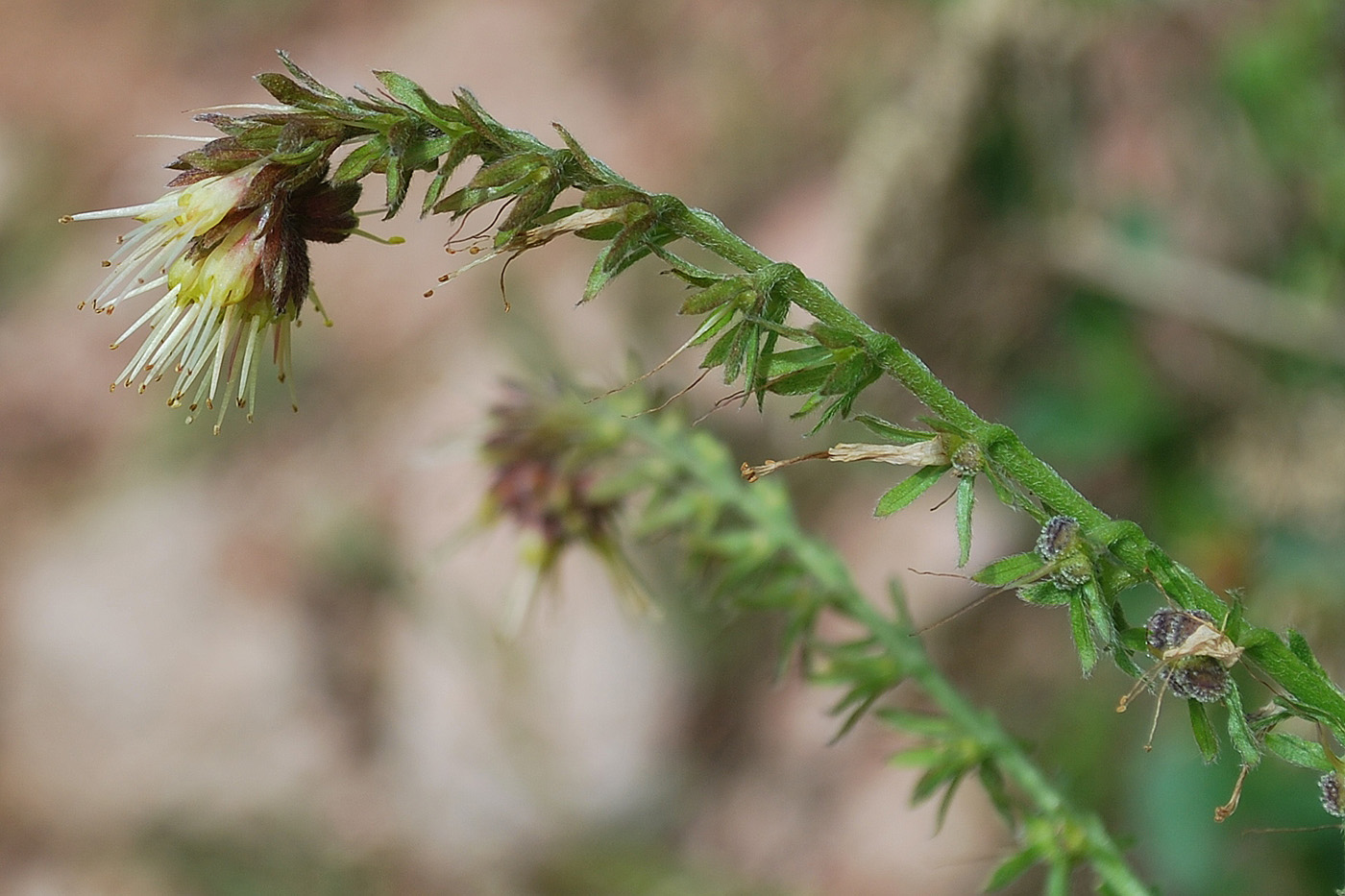 Image of Solenanthus circinnatus specimen.