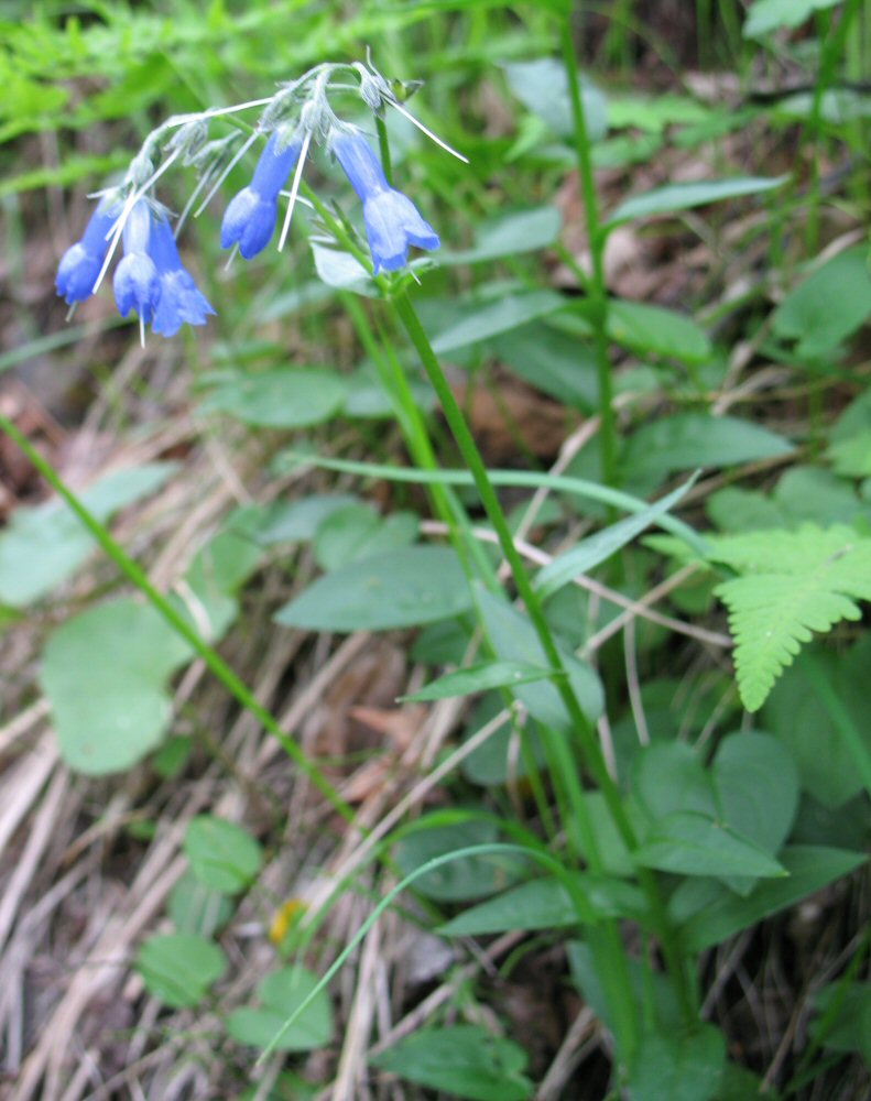 Image of Mertensia stylosa specimen.