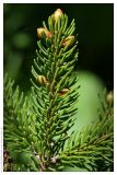 Picea glehnii