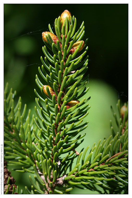 Image of Picea glehnii specimen.