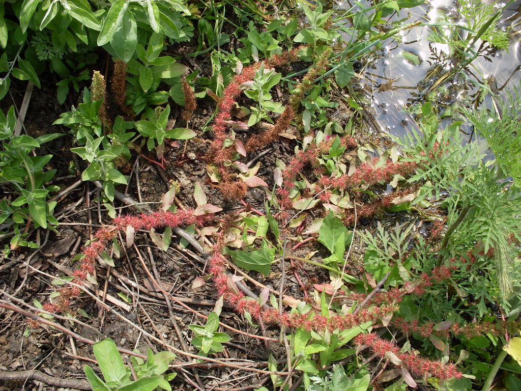 Изображение особи Rumex marschallianus.