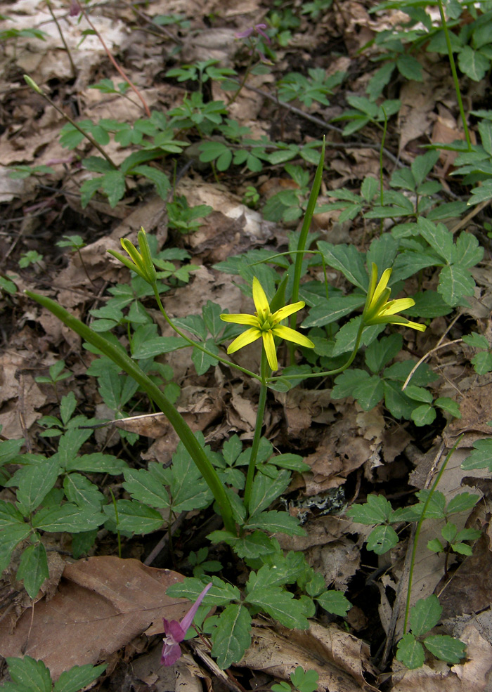 Изображение особи Gagea lutea.