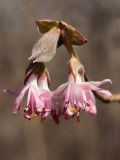Lonicera praeflorens