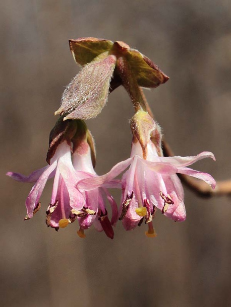 Image of Lonicera praeflorens specimen.