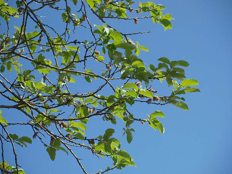 Изображение особи Salix caprea.
