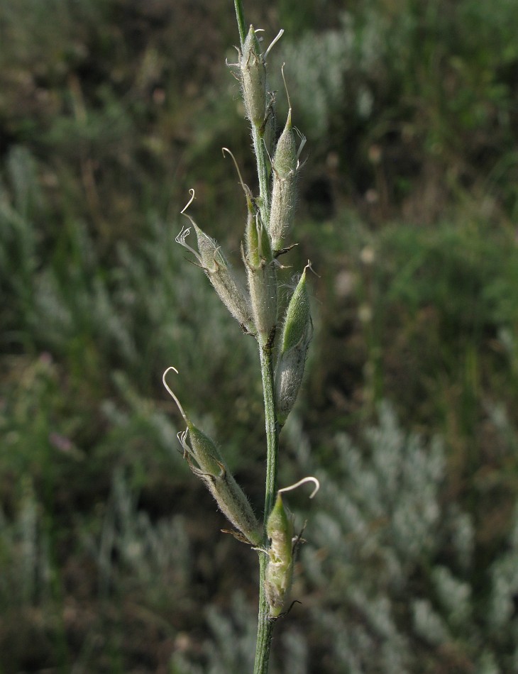 Image of Astragalus pallescens specimen.