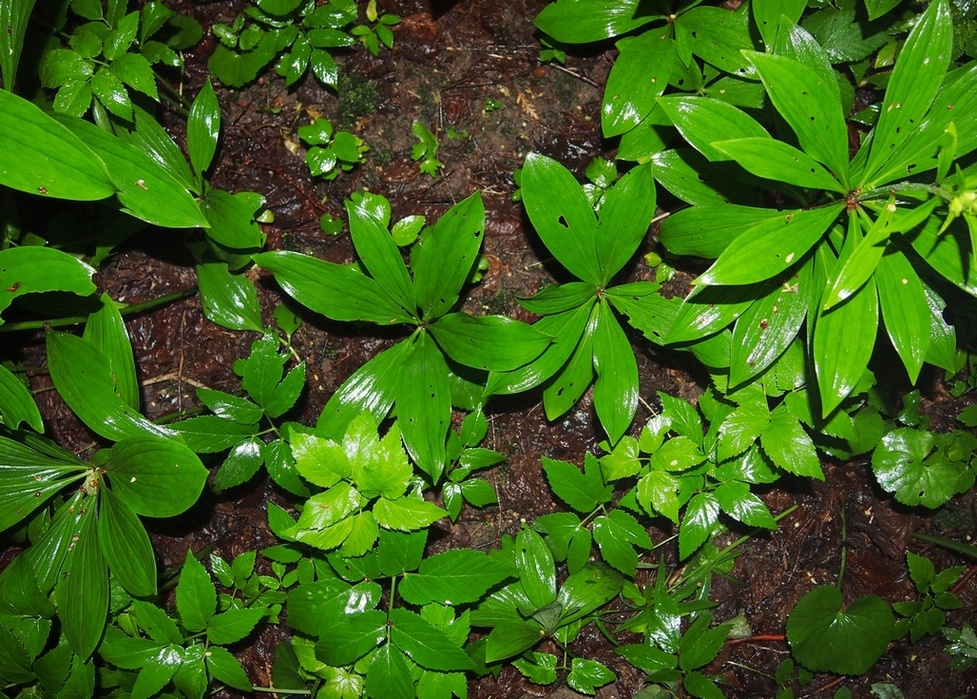 Image of Lilium martagon specimen.