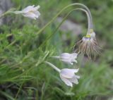 Pulsatilla violacea