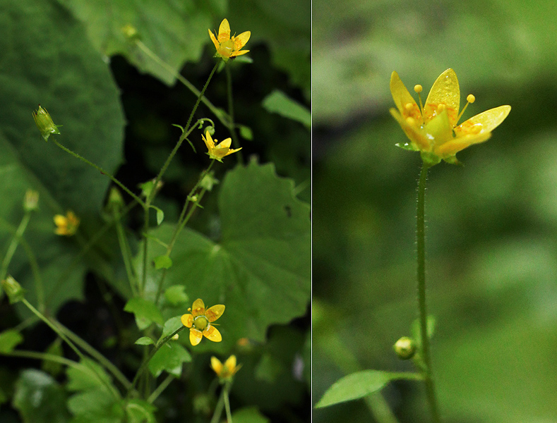 Image of Saxifraga cymbalaria specimen.