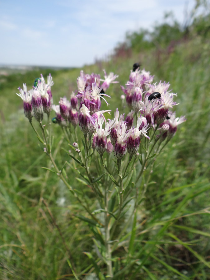 Image of Jurinea multiflora specimen.